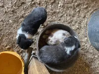 Blue Eyes, a male Australian Shepherd for sale in Raphine, VA – Photo 10 of 10