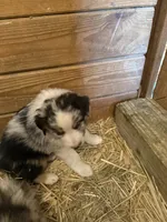 Blue Eyes, a male Australian Shepherd for sale in Raphine, VA – Photo 7 of 10