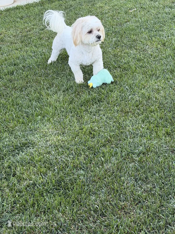 Milo – Maltipoo puppy for sale in Banning, CA