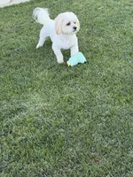 Milo, a male Maltipoo for sale in Banning, CA – 1 of 1