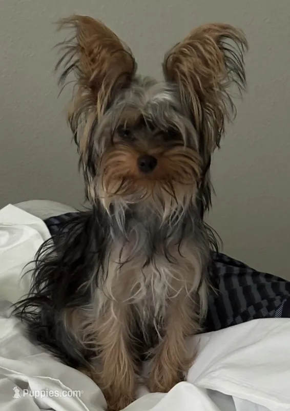 Bella  – Yorkshire Terrier puppy for sale in 