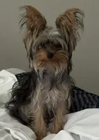Bella , a female Yorkshire Terrier for sale in ,  – 1 of 4
