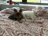 Bella , a female Yorkshire Terrier for sale in ,  – 4 of 4
