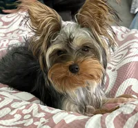Bella , a female Yorkshire Terrier for sale in ,  – 3 of 4