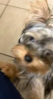 Bella , a female Yorkshire Terrier for sale in ,  – 2 of 4