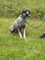 Micah, a male Giant Schnauzer for sale in Houston, TX – 5 of 5