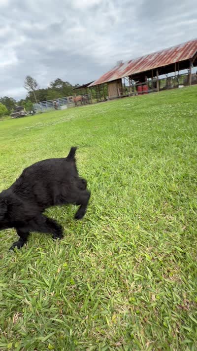 Female, a female Giant Schnauzer for sale in Houston, TX – 3 of 4