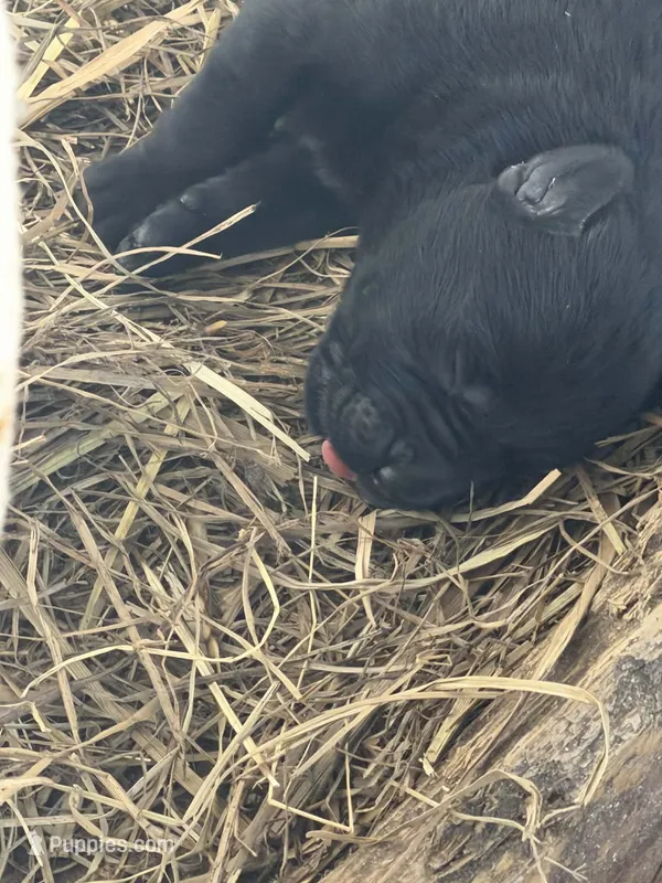 Newborn, a female Giant Schnauzer for sale in Houston, TX – Photo 1 of 2