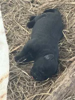 Newborn, a female Giant Schnauzer for sale in Houston, TX – Photo 2 of 2