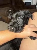 Male, a male Giant Schnauzer for sale in Houston, TX – Photo 2 of 8