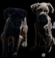 Male, a male Giant Schnauzer for sale in Houston, TX – Photo 9 of 9