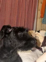 Male, a male Giant Schnauzer for sale in Houston, TX – Photo 7 of 8