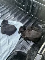 Male, a male Giant Schnauzer for sale in Houston, TX – Photo 5 of 8