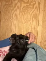 Male, a male Giant Schnauzer for sale in Houston, TX – Photo 6 of 8