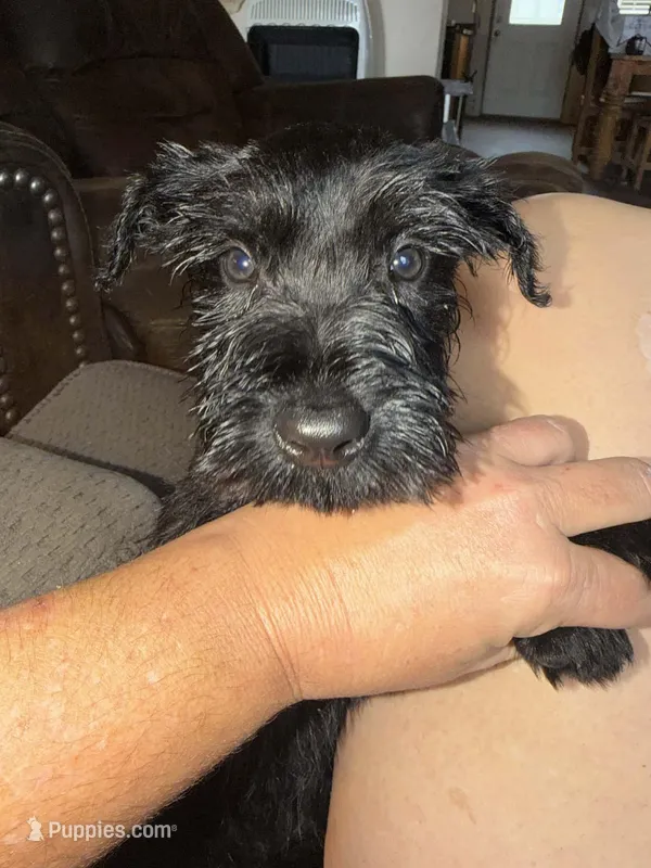 Male – Giant Schnauzer puppy for sale in Houston, TX