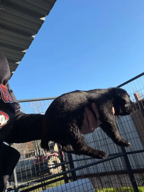 Boy 3 – Giant Schnauzer puppy for sale in Houston, TX