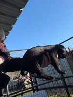 Boy 3, a male Giant Schnauzer for sale in Houston, TX – 1 of 1