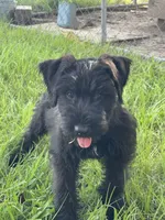 Puppy 1, a male Giant Schnauzer for sale in Houston, TX – 2 of 8