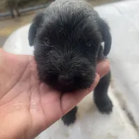 Puppy 1, a male Giant Schnauzer for sale in Houston, TX – Photo 1 of 4