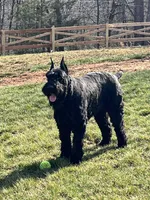 Puppy 1, a male Giant Schnauzer for sale in Houston, TX – 8 of 8