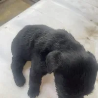 Puppy 1, a male Giant Schnauzer for sale in Houston, TX – Photo 2 of 4