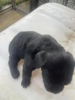 Puppy 1, a male Giant Schnauzer for sale in Houston, TX – Photo 2 of 4