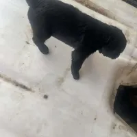 Puppy 1, a male Giant Schnauzer for sale in Houston, TX – Photo 3 of 4