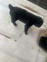 Puppy 1, a male Giant Schnauzer for sale in Houston, TX – Photo 3 of 4