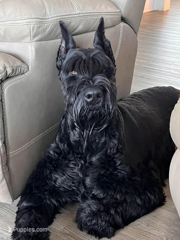Puppy 1 – Giant Schnauzer puppy for sale in Houston, TX