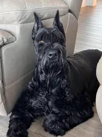 Puppy 1, a male Giant Schnauzer for sale in Houston, TX – 1 of 8