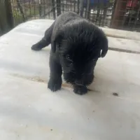 Puppy 1, a male Giant Schnauzer for sale in Houston, TX – Photo 4 of 4