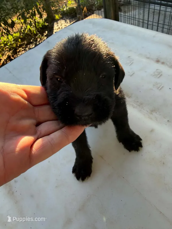 Boy 2 – Giant Schnauzer puppy for sale in Houston, TX