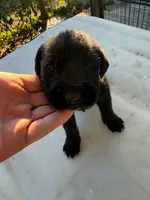 Boy 2, a male Giant Schnauzer for sale in Houston, TX – 1 of 1