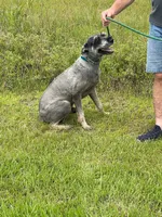Micah, a male Giant Schnauzer for sale in Houston, TX – 4 of 5