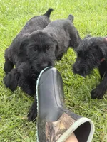 Female, a female Giant Schnauzer for sale in Houston, TX – 2 of 4