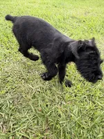 Female, a female Giant Schnauzer for sale in Houston, TX – 4 of 4