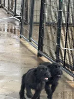 Female, a female Giant Schnauzer for sale in Houston, TX – 1 of 4