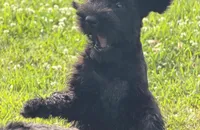 The Boy, a male Giant Schnauzer for sale in Houston, TX – Photo 3 of 3