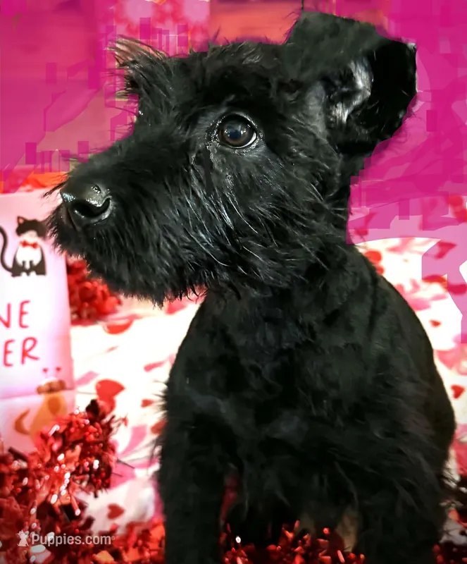 Timmy, a male Giant Schnauzer for sale in Houston, TX – Photo 1 of 2