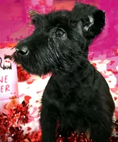 Timmy, a male Giant Schnauzer for sale in Houston, TX – Photo 1 of 2