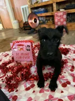 Timmy, a male Giant Schnauzer for sale in Houston, TX – Photo 2 of 2