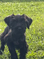 The girl, a female Giant Schnauzer for sale in Houston, TX – Photo 7 of 7