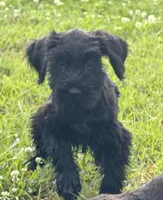 The girl, a female Giant Schnauzer for sale in Houston, TX – Photo 2 of 7