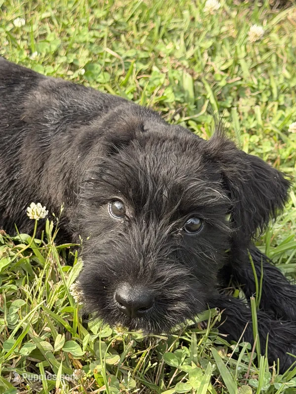 The girl – Giant Schnauzer puppy for sale in Houston, TX