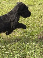 The girl, a female Giant Schnauzer for sale in Houston, TX – Photo 5 of 7