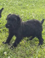 The girl, a female Giant Schnauzer for sale in Houston, TX – Photo 3 of 7