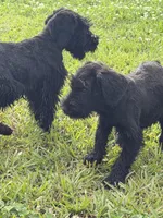 The girl, a female Giant Schnauzer for sale in Houston, TX – Photo 4 of 7