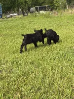 The girl, a female Giant Schnauzer for sale in Houston, TX – Photo 6 of 7