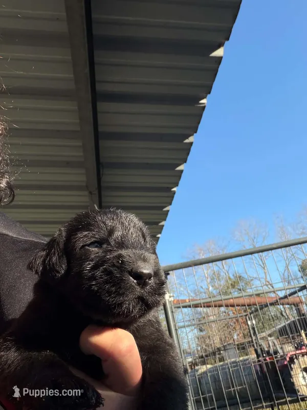 Boy 1 – Giant Schnauzer puppy for sale in Houston, TX