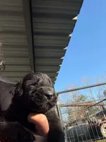 Boy 1, a male Giant Schnauzer for sale in Houston, TX – 1 of 1